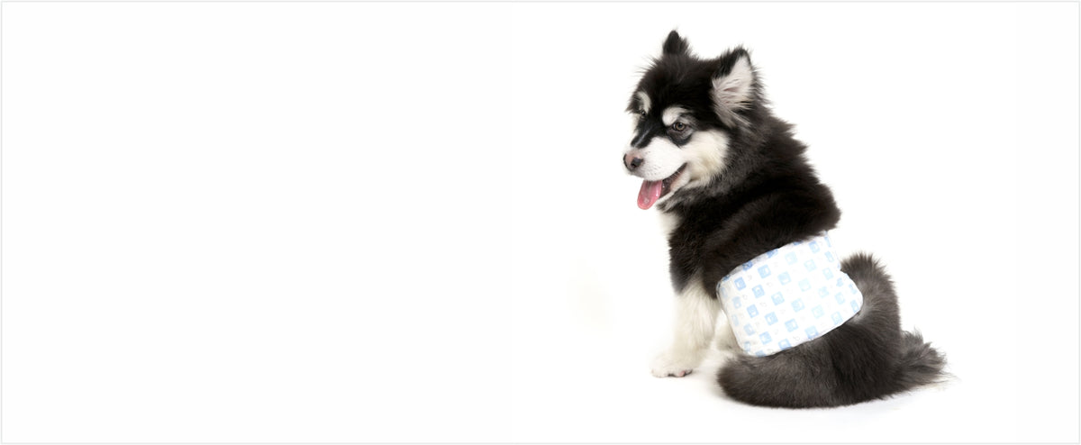 FOFOS Diaper Female Dog