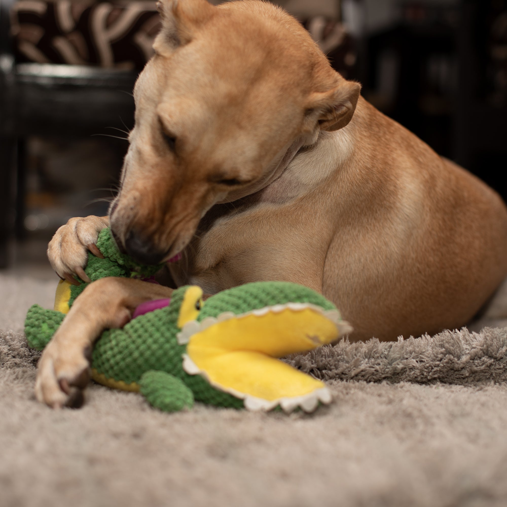 Barkbutler Aly The Gator