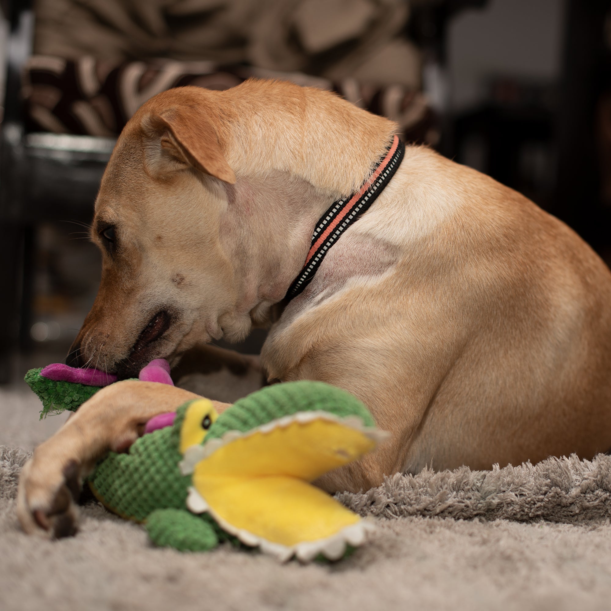 Barkbutler Aly The Gator