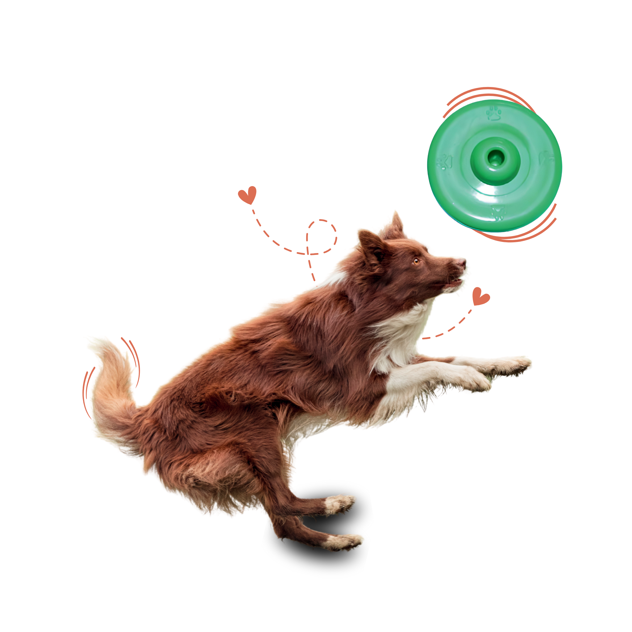 Plastic Frisbee Dog Toy