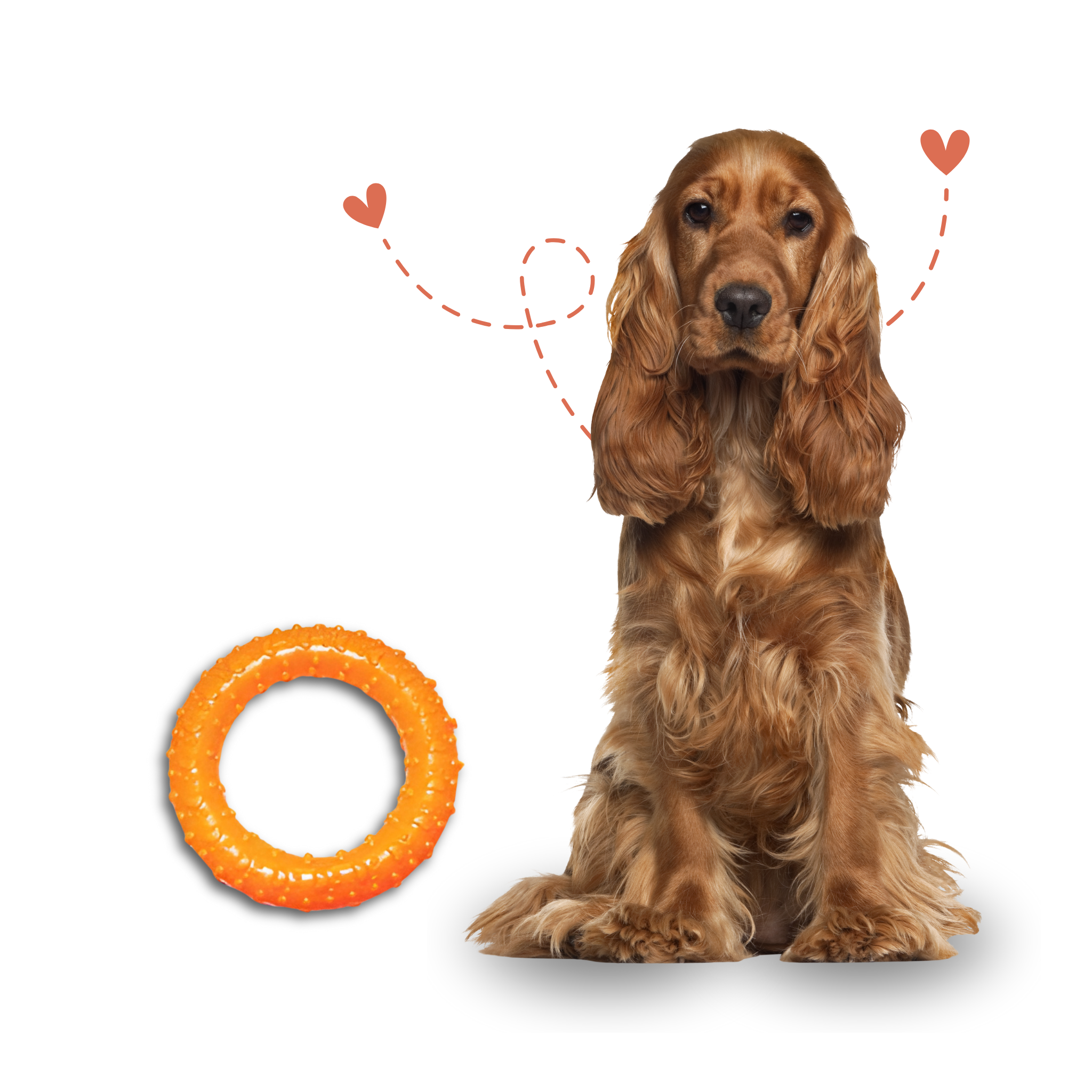 Rubber Ring Flavoured Chew Toy for Medium Sized Dogs